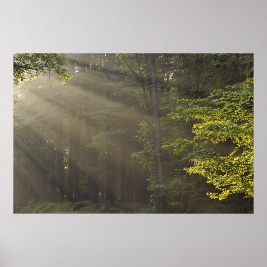 Bomen langs 7 Lakes Drive, Harriman, NY Poster (Voorkant)