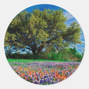 Bomen leven eik onder Texas Bluebonnets Ronde Sticker