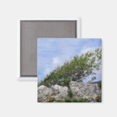 BOMEN MAGNEET (Voorkant / Achterkant)