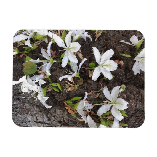 Bomen Magneet (Horizontaal)