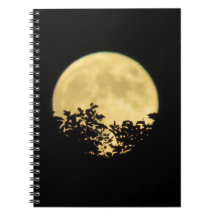 Bomen met achtergrondverlichting door volle maan