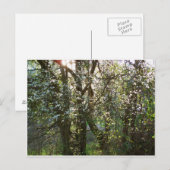 Bomen met Briefkaart van lentesbloesems (Voorkant / Achterkant)