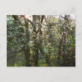 Bomen met Briefkaart van lentesbloesems