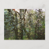 Bomen met Briefkaart van lentesbloesems (Voorkant)