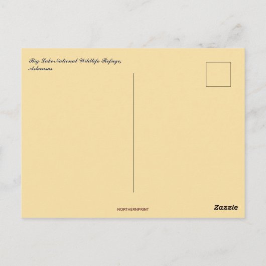 Bomen met cipres in Big Lake, Noord-Arkansas Briefkaart (Achterkant)