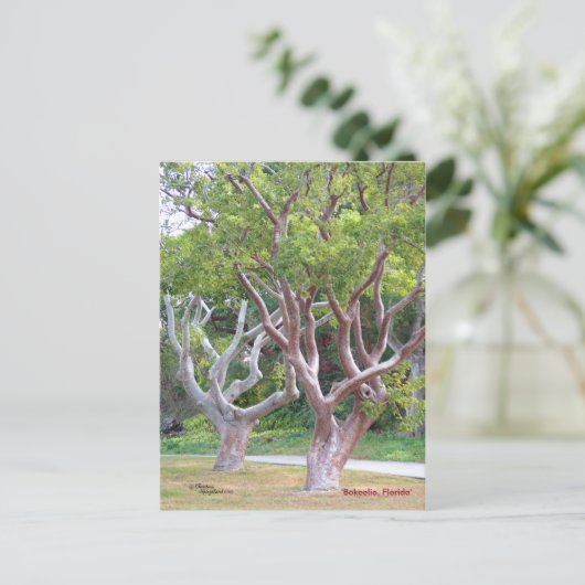 Bomen met de Curvy Gumbo Limbo Briefkaart Forida (Staand voorkant)