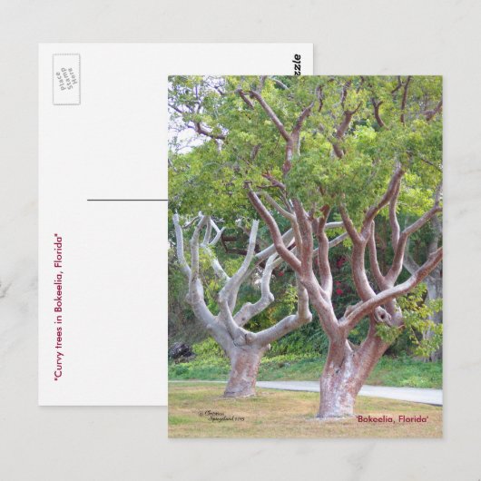 Bomen met de Curvy Gumbo Limbo Briefkaart Forida (Voorkant / Achterkant)
