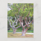 Bomen met de Curvy Gumbo Limbo Briefkaart Forida (Voorkant)