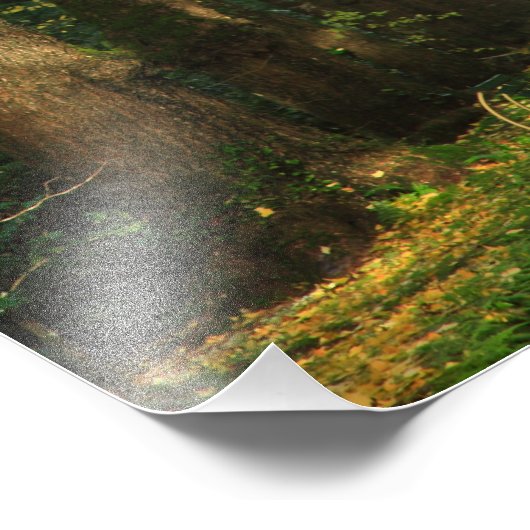 Bomen met Ginkgo Biloba Foto Afdruk (Hoek)