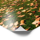 Bomen met Ginkgo Biloba Foto Afdruk (Hoek)