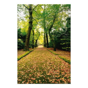 Bomen met Ginkgo Biloba Foto Afdruk