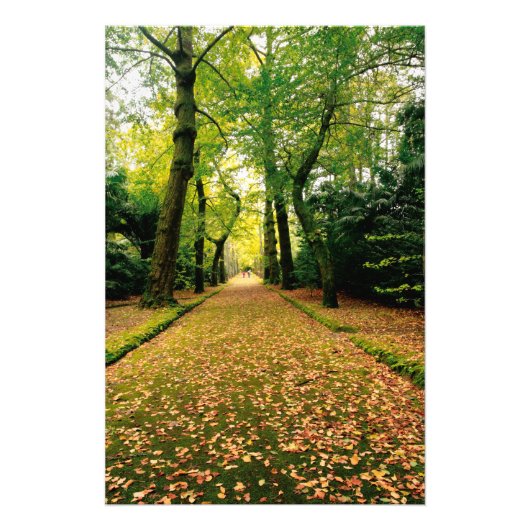 Bomen met Ginkgo Biloba Foto Afdruk (Voorkant)