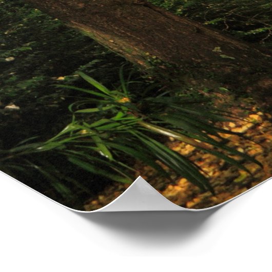 Bomen met Ginkgo biloba Poster (Hoek)