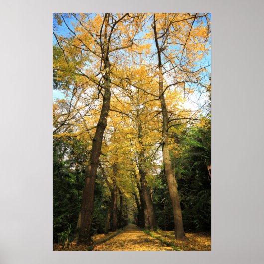 Bomen met Ginkgo biloba Poster (Voorkant)