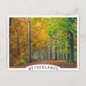 Bomen met herfstbladeren in een bos briefkaart (Voorkant)