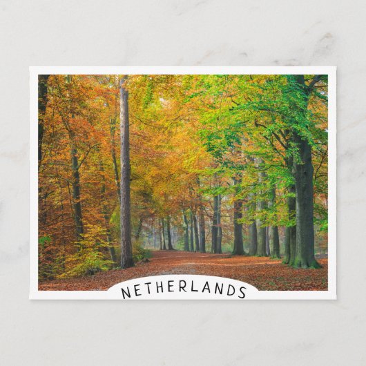 Bomen met herfstbladeren in een bos briefkaart (Voorkant)
