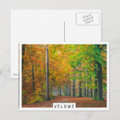 Bomen met herfstbladeren in een bos briefkaart (Voorkant / Achterkant)