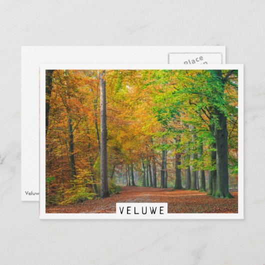 Bomen met herfstbladeren in een bos briefkaart (Voorkant / Achterkant)