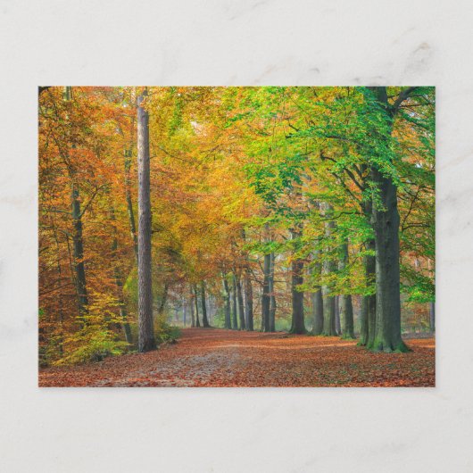 Bomen met herfstbladeren in een bos briefkaart (Voorkant)
