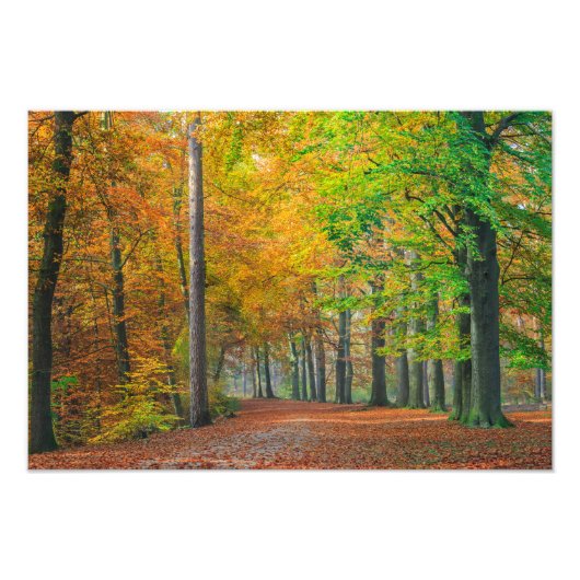 Bomen met herfstbladeren in een bos foto afdruk (Voorkant)