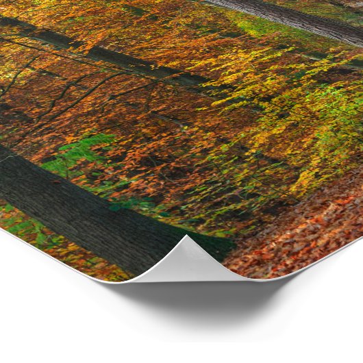 Bomen met herfstbladeren in een bos poster (Hoek)