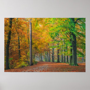 Bomen met herfstbladeren in een bos poster