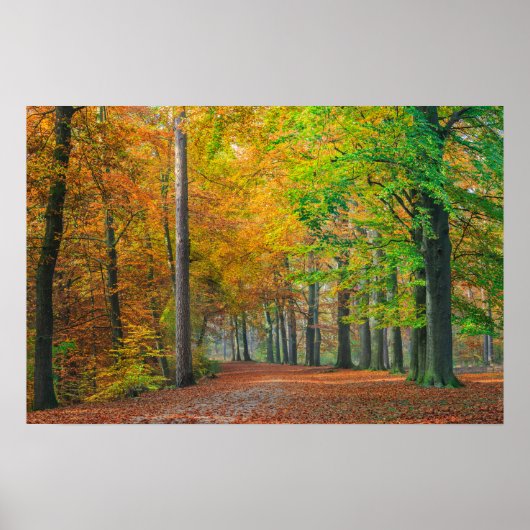 Bomen met herfstloof in een bos poster (Voorkant)