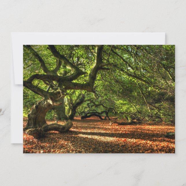 Bomen met kruisingen van Lavizzara (Voorkant)