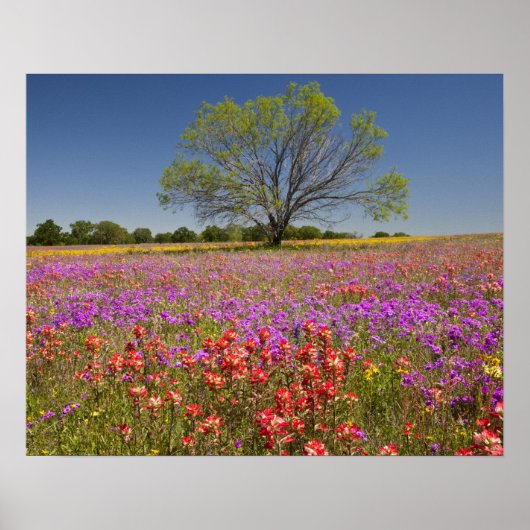 Bomen met mesvrij lente die in wilde bloemen groei poster (Voorkant)