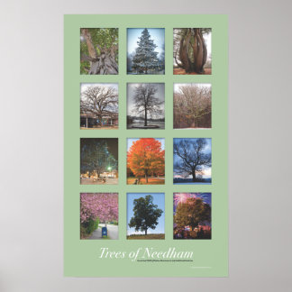Bomen met Needham 20 x 32-inch Poster