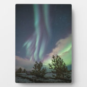 Bomen met noordelijke lampjes fotoplaat (voorkant)