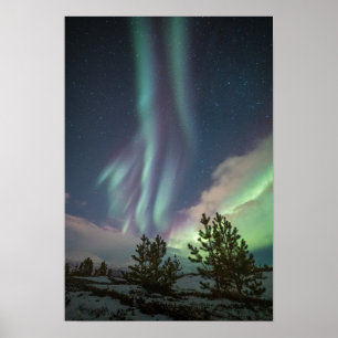 Bomen met noordelijke lampjes poster