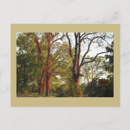 Bomen met Red Ivy Briefkaart