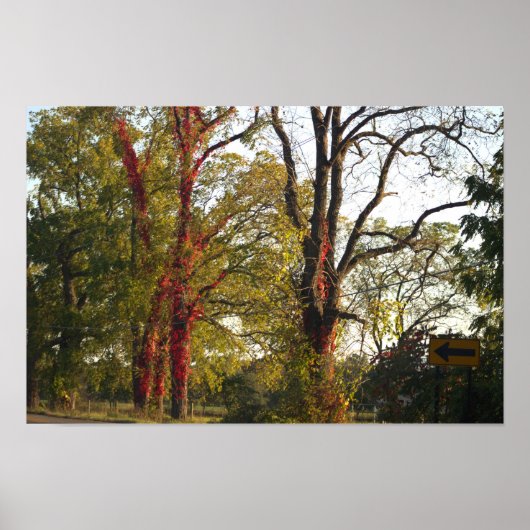 Bomen met Red Ivy Poster (Voorkant)