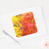Bomen met Sinaasappel en geel blad in de Herfst Vierkante Sticker (Envelop)