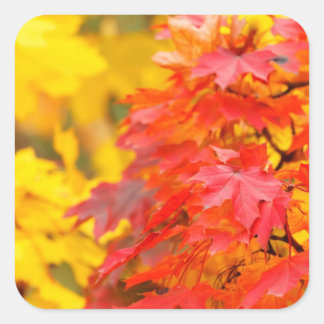 Bomen met Sinaasappel en geel blad in de Herfst Vierkante Sticker