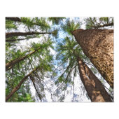 Bomen naar de hemel foto afdruk (Voorkant)