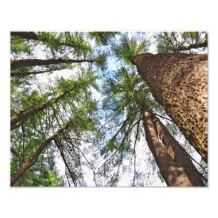 Bomen naar de hemel foto afdruk