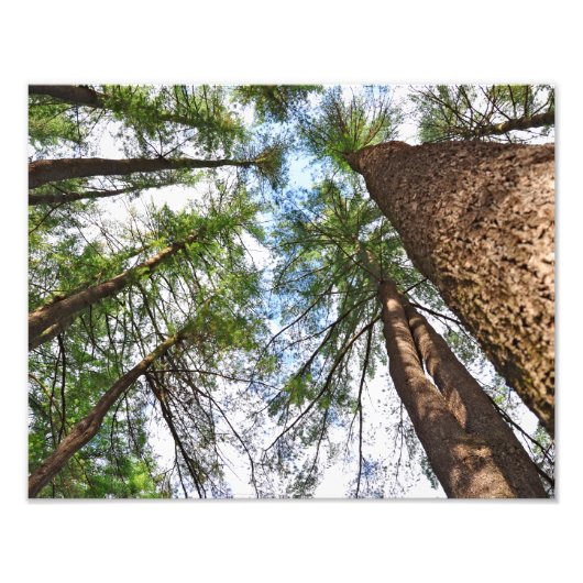 Bomen naar de hemel foto afdruk (Voorkant)