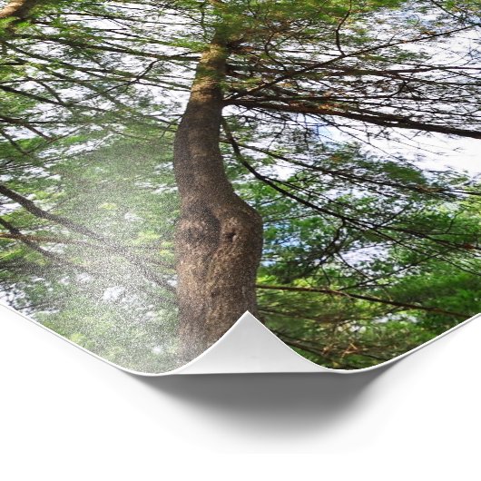 Bomen naar de hemel foto afdruk (Hoek)