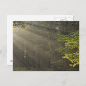 Bomen naast 7 Makes Drive, Harriman, NY Briefkaart (Voorkant / Achterkant)