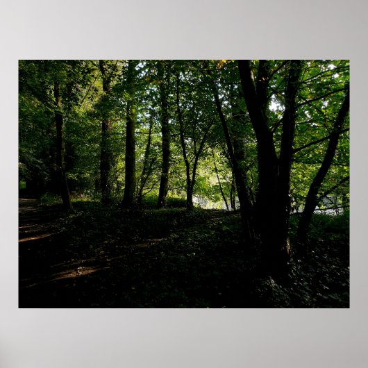 Bomen nabij de rivier poster (Voorkant)