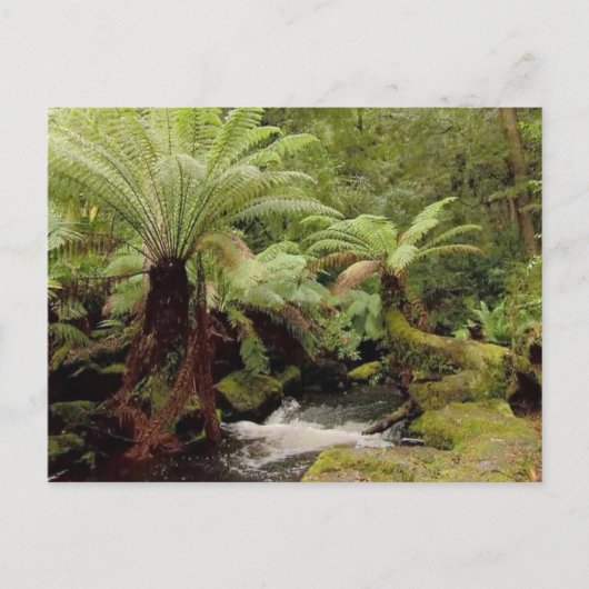Bomen omgeving Tasmanië Australië Fotografie Briefkaart (Voorkant)