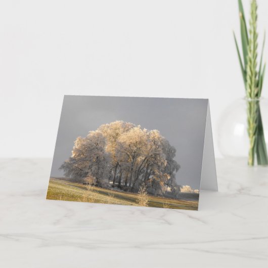 Bomen op een vrostige ochtend feestdagen kaart (Voorkant)