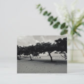 Bomen op het strand van Sanur op Bali Briefkaart (Staand voorkant)