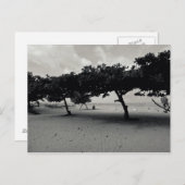 Bomen op het strand van Sanur op Bali Briefkaart (Voorkant / Achterkant)