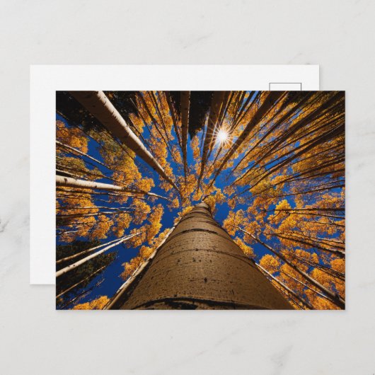 Bomen op het vliegveld, Arizona (San Francisco Pea Briefkaart (Voorkant / Achterkant)