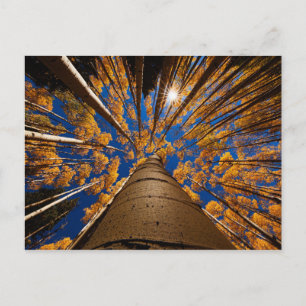 Bomen op het vliegveld, Arizona (San Francisco Pea Briefkaart