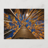 Bomen op het vliegveld, Arizona (San Francisco Pea Briefkaart (Voorkant)