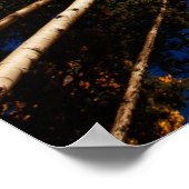 Bomen op het vliegveld, Arizona (San Francisco Pea Poster (Hoek)